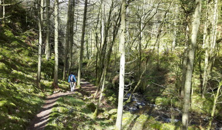 Person walking in the woods Person walking in the woods