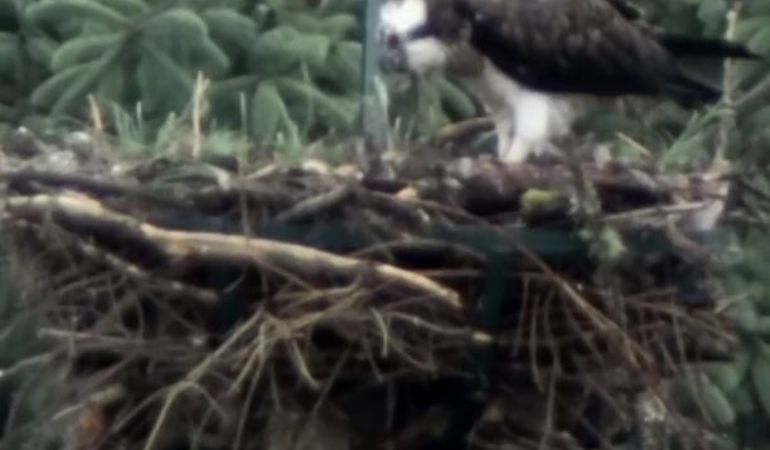 Osprey bird perched on the edge of her nest Osprey bird perched on the edge of her nest