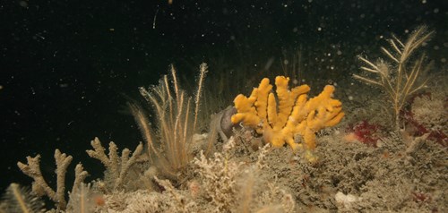 Reef top sponge community