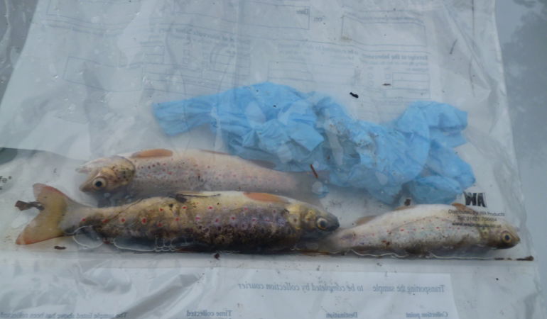 3 dead fish in a sample bag following a pollution incident 3 dead fish in a sample bag following a pollution incident