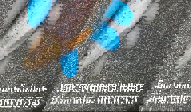 Salmon smolt laid in someones hands with the words on the image report environmental incidents 24 hour hotline 0800 80 70 60 Salmon smolt laid in someones hands with the words on the image report environmental incidents 24 hour hotline 0800 80 70 60