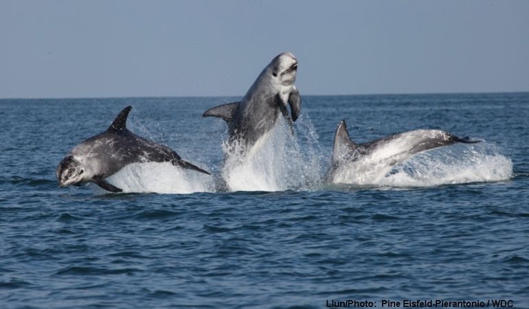 Three Risso dolphins jumping out of the water Three Risso dolphins jumping out of the water