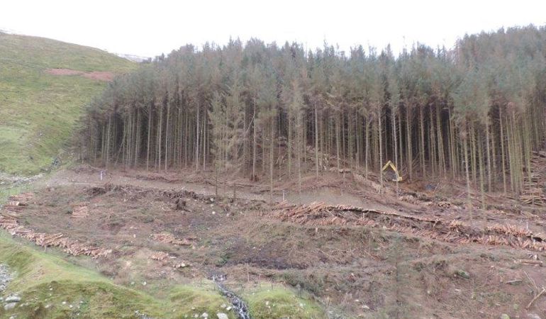 Cleared area of the forest following felling of a group of trees Cleared area of the forest following felling of a group of trees