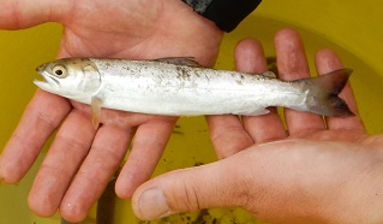 Salmon smolt laid on staff member hands after being picked out of a yellow bucket of water Salmon smolt laid on staff member hands after being picked out of a yellow bucket of water