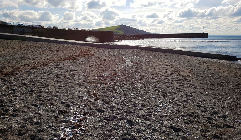 pysgod meirw ar draeth Aberystwyth pysgod meirw ar draeth Aberystwyth