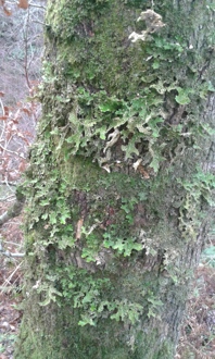 Loberia pulmonaria on Oak tree in Coedydd Aber