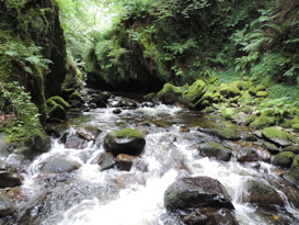Temperate Rainforest coedydd Aber
