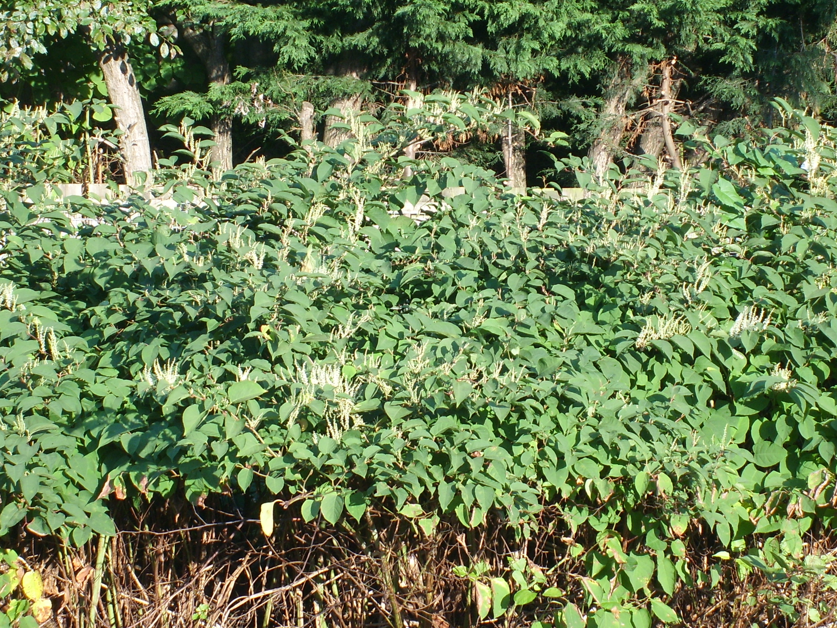 Japanese knotweed in flower