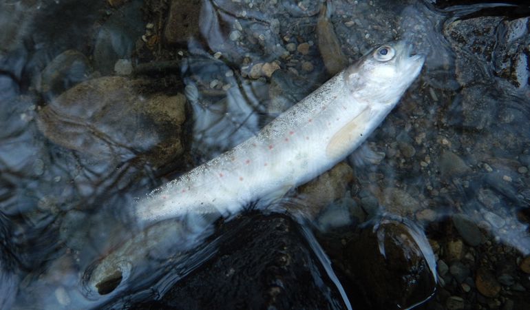 Fish that has been killed pollution incident on the rocks Fish that has been killed pollution incident on the rocks