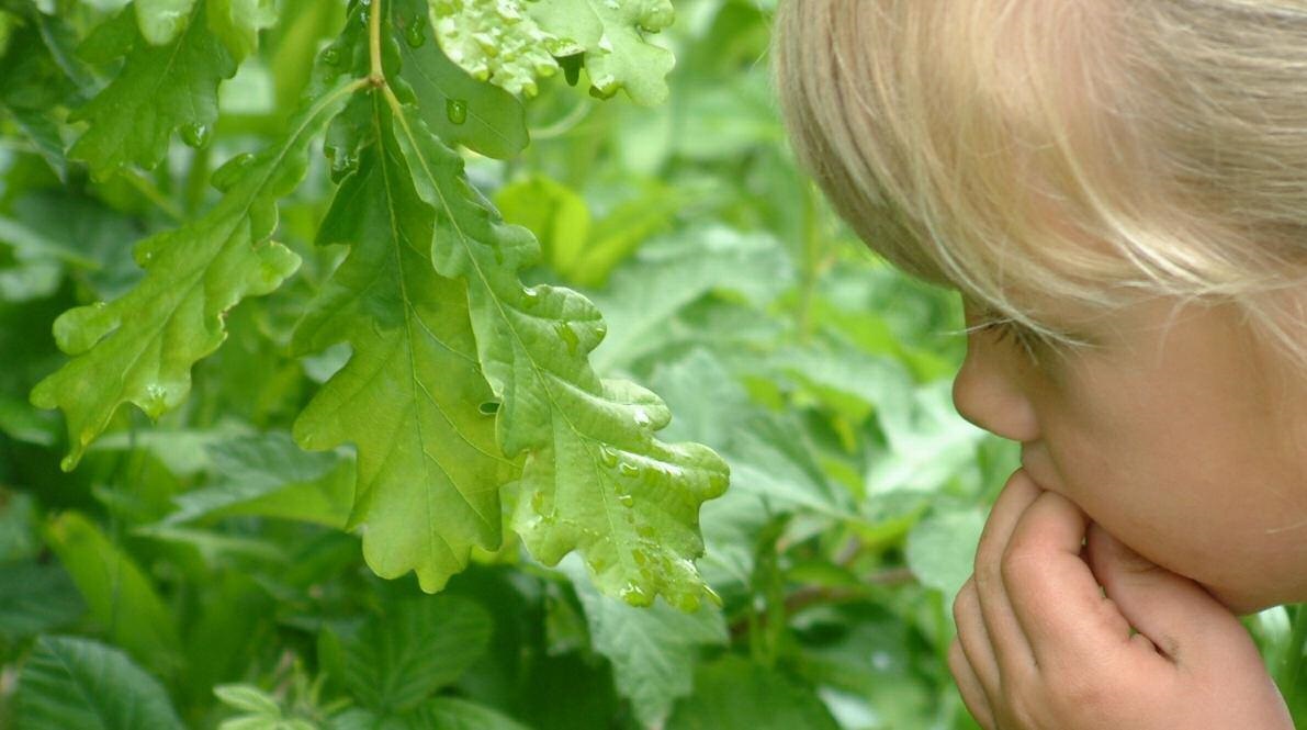 child looking at oak leaves