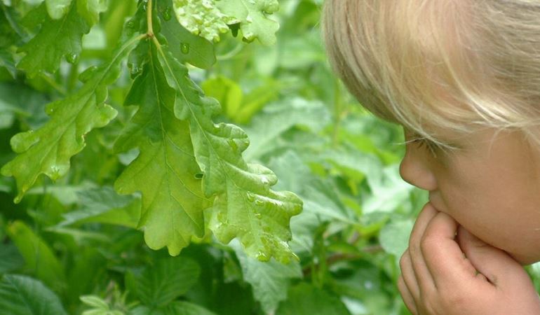 child looking at oak leaves