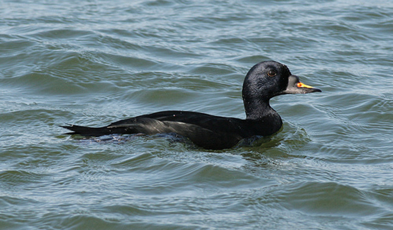 male comsco in the sea male comsco in the sea