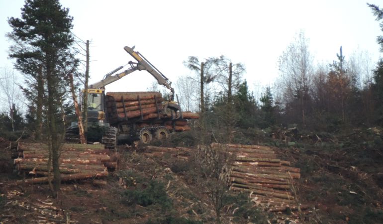 Tree logger collect trees that have been felled Tree logger collect trees that have been felled