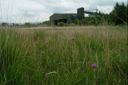coal field grassland