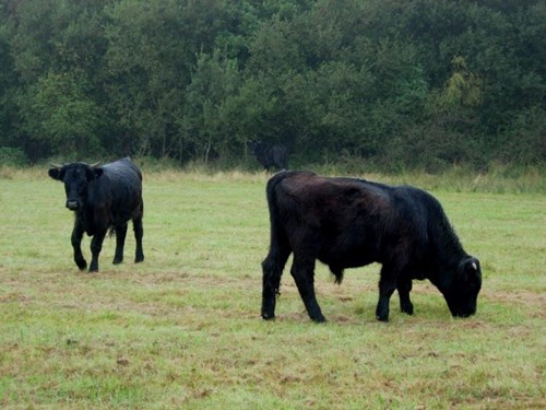 cattle grazing on grasslands