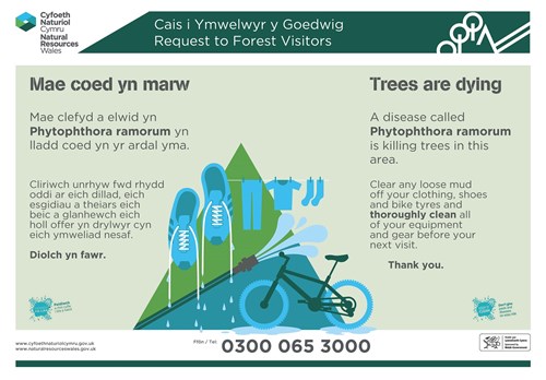 Trees are dying Phytophthora poster 2