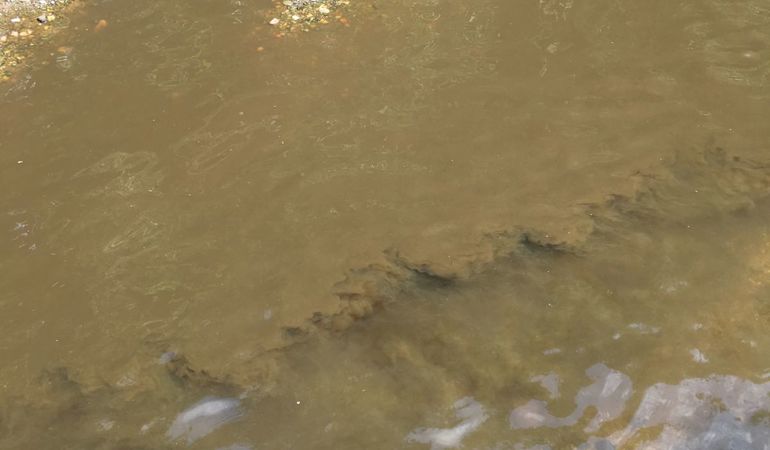 Slurry pollution n the Afon Bach and River Clwyd Slurry pollution n the Afon Bach and River Clwyd