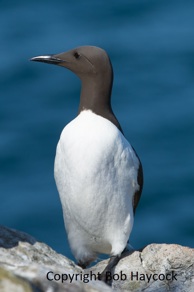 Guillemot Guillemot