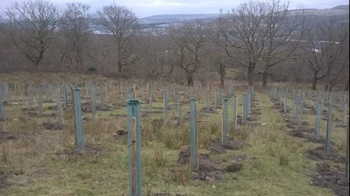 View of trees growing in Gethin woodland