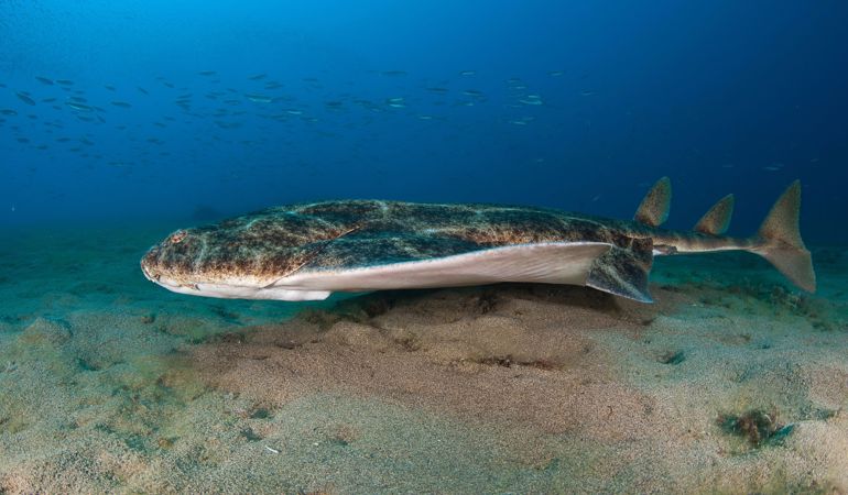 Angelshark © Carlos Suarez, Oceanos de Fuego Angelshark © Carlos Suarez, Oceanos de Fuego