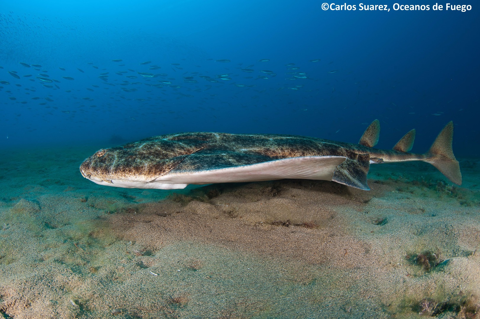 Angel Sharks. Often mistaken to be a ray, angel sharks are referred to