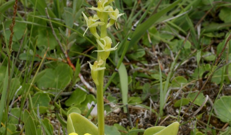 Clive Fen orchid Clive Fen orchid