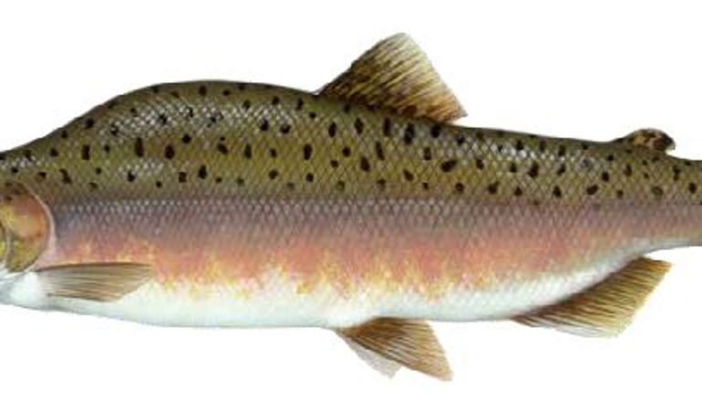 salmon pinc hen oed salmon pinc hen oed