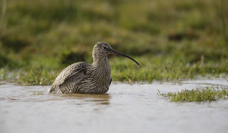 Curlew sitting in a body of water Curlew sitting in a body of water