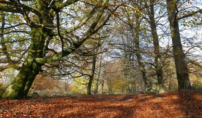 Wentwood forest near Newport Wentwood forest near Newport