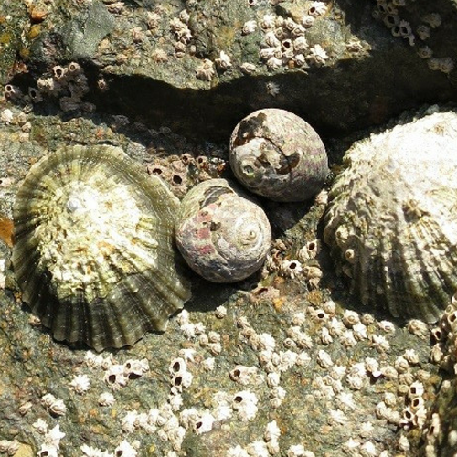 Common limpet