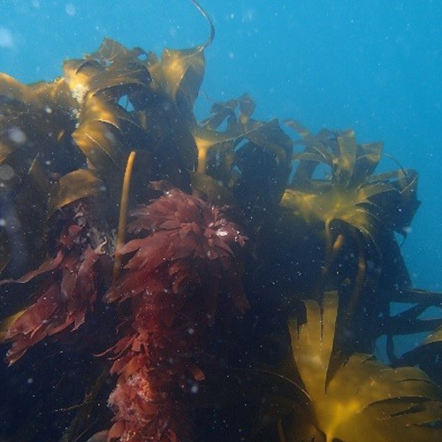 Forest kelp