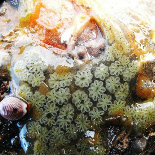 Star sea squirt