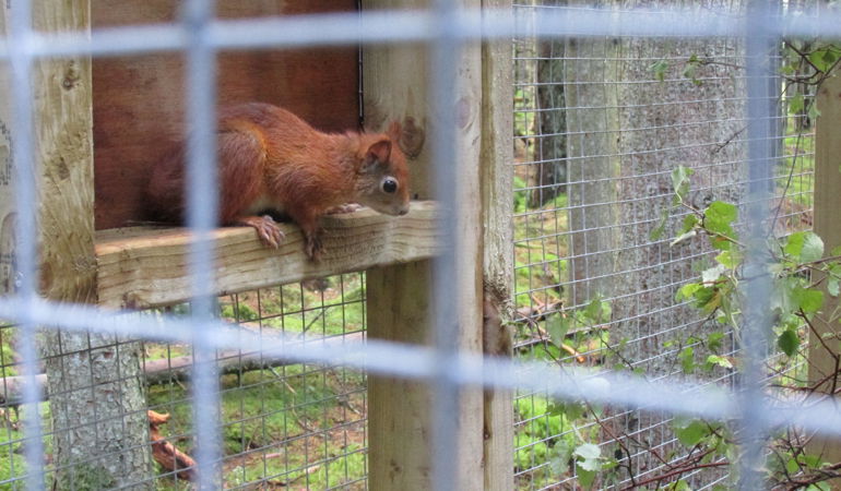 A red squirrel in an enclosed area A red squirrel in an enclosed area