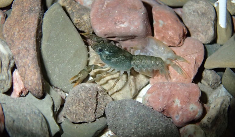 Crayfish on some rocks Crayfish on some rocks