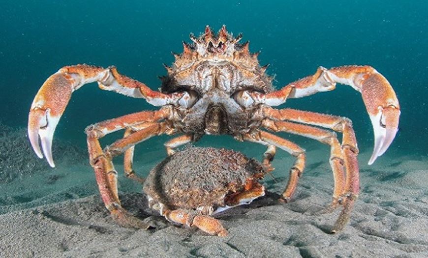 Spider crabs (Maja squinado) at Llŷn Peninsula and The Sarnau Special Area of Conservation (SAC) - photographed by Matthew Green 
