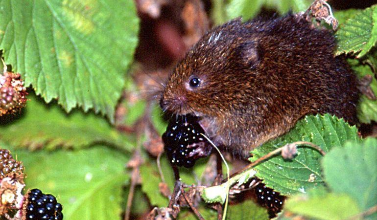 Water Vole eating a blackberry Water Vole eating a blackberry