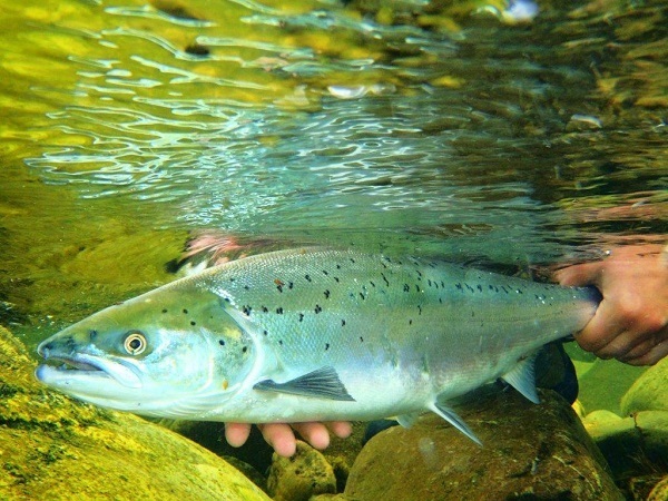 Salmon being released