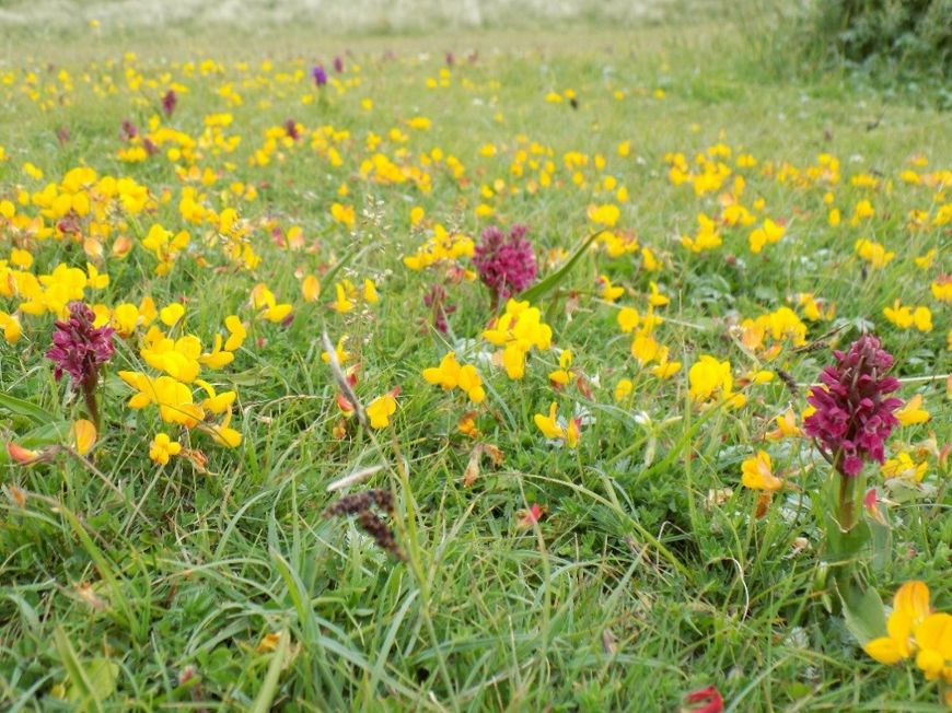 Orchids at Ynyslas Orchids at Ynyslas