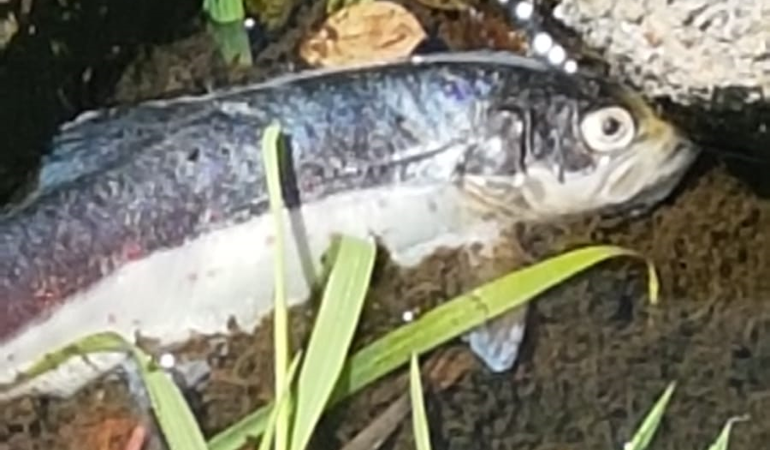 dead fish from pollution incident dead fish from pollution incident