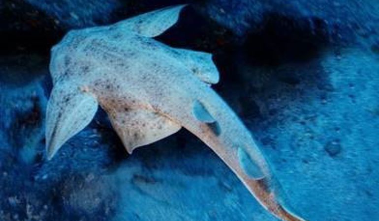 Angel Shark Angel Shark