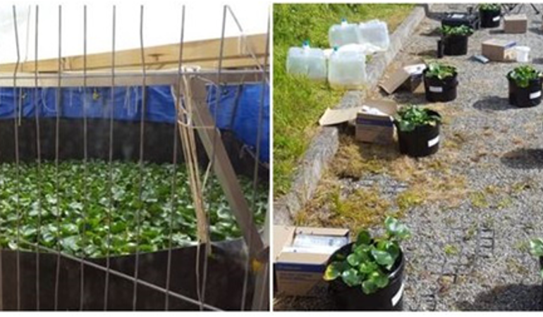 Photographs showing water hyacinth plant containment pond (left image) and bench-scale study experiment layout (right image). Photographs showing water hyacinth plant containment pond (left image) and bench-scale study experiment layout (right image).