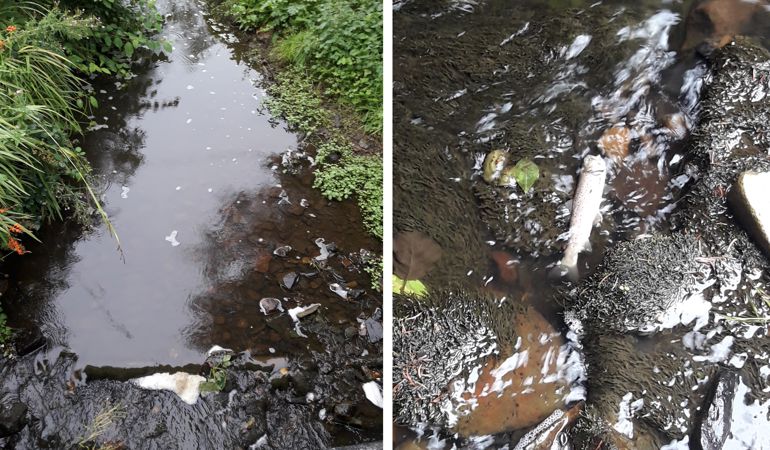 Photo of the slurry pollution in the river and a photo a dead fish in the river Photo of the slurry pollution in the river and a photo a dead fish in the river