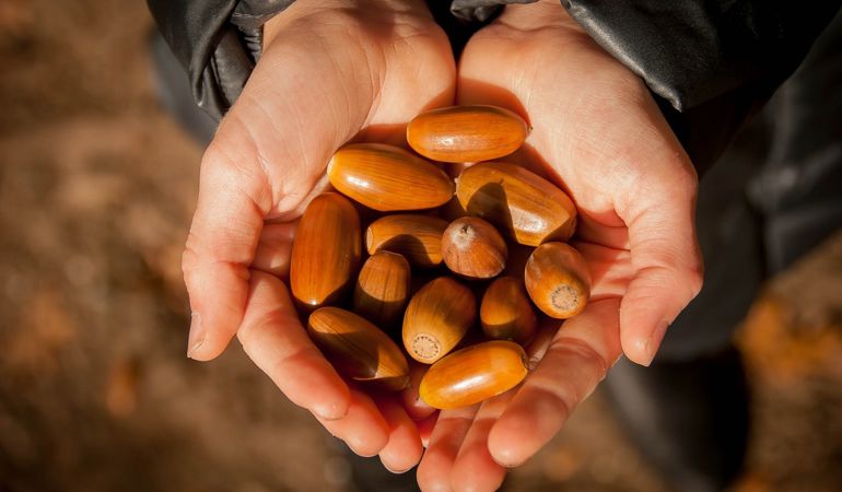 Handful of acorns Handful of acorns