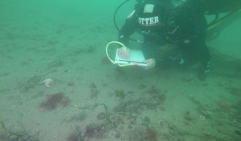 Atrina fragilis Atrina fragilis