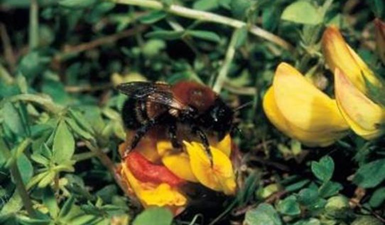 large mason bee large mason bee