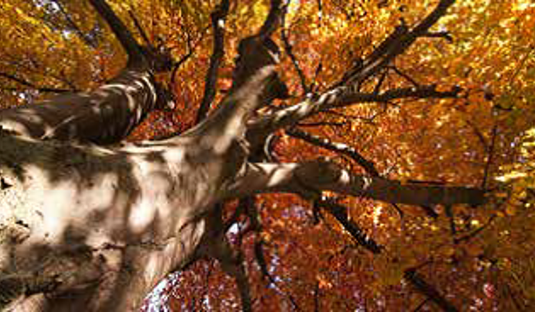 Trees in autumn Trees in autumn