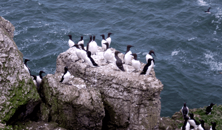 Guillemots Guillemots