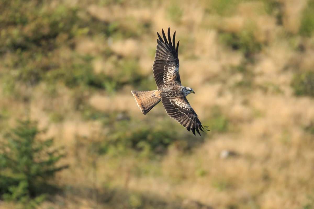 red kite feeding centre aberystwyth