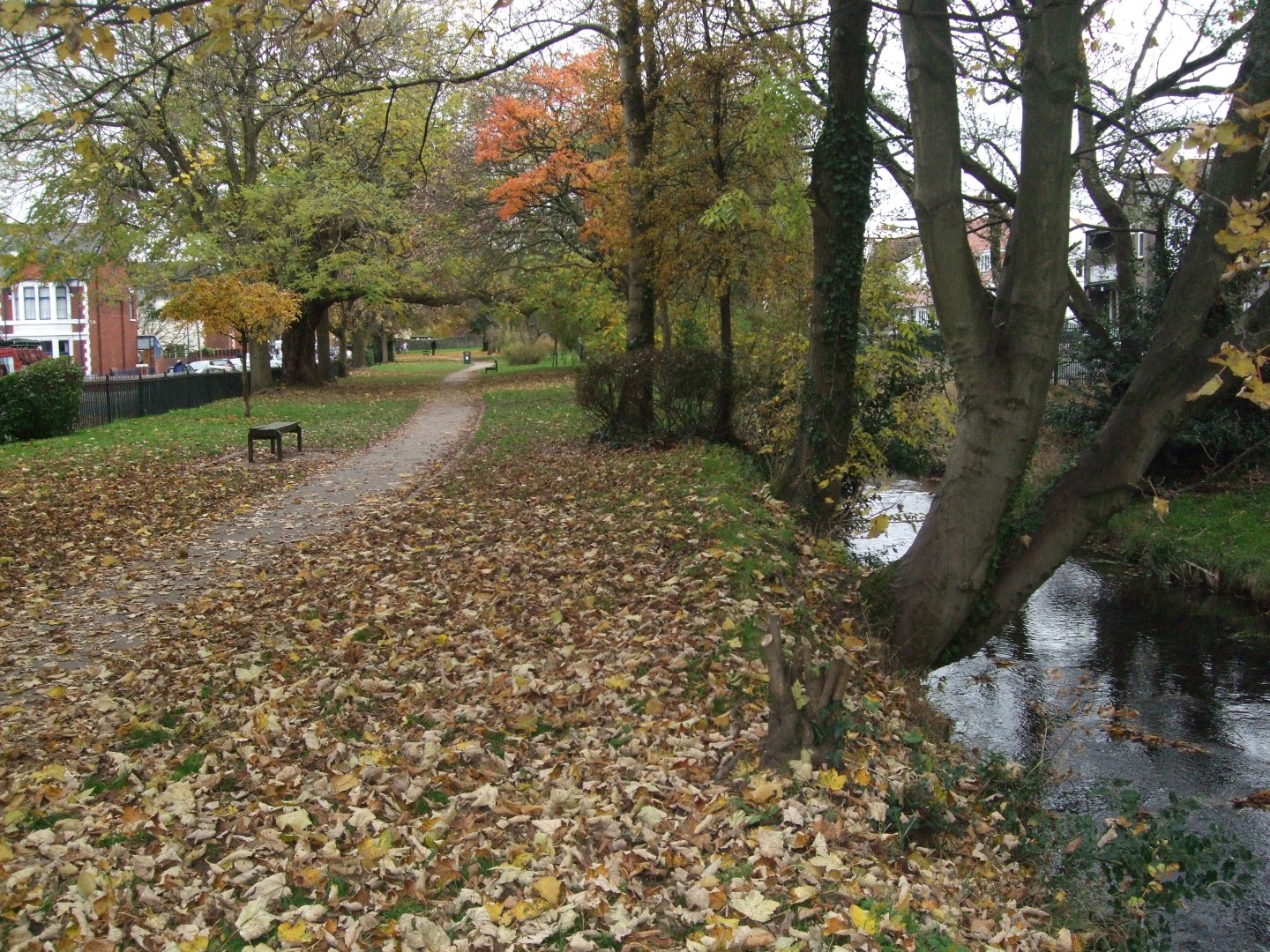 An autumnal photo of Roath Brook with the trees overhanging the riverbank and a path running through the park with fallen leaves on the floor.