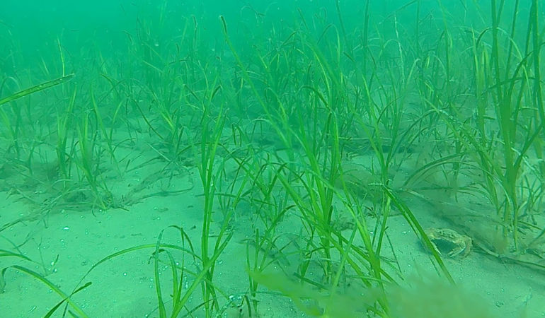 Image of Seagrass Image of Seagrass
